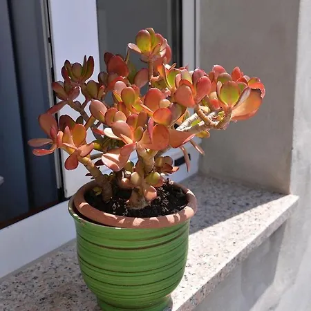 Kobale 1 Pensiune Veli Lošinj