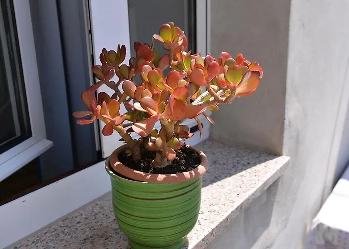 Kobale 1 بيت ضيافة Veli Lošinj